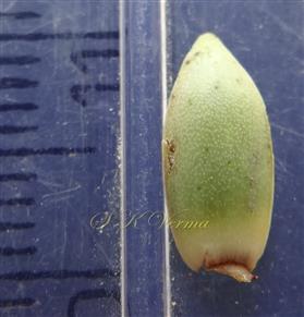  Petal of Male flower